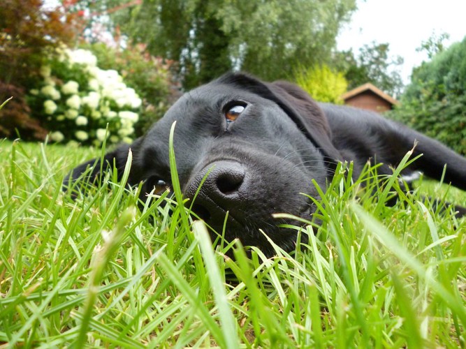 草の上に横になる犬