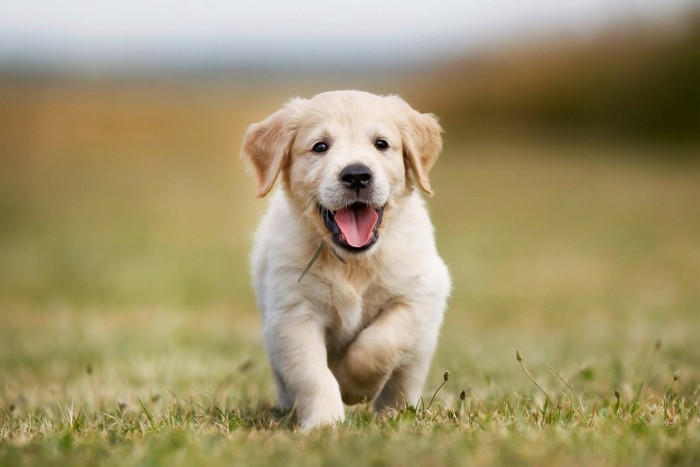 芝生を歩く子犬