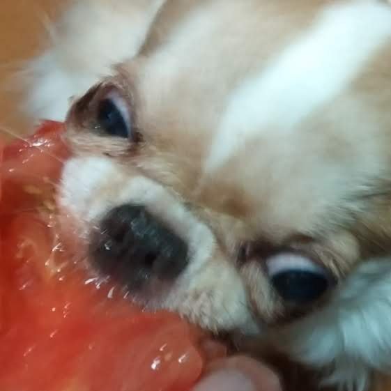 丸かじり