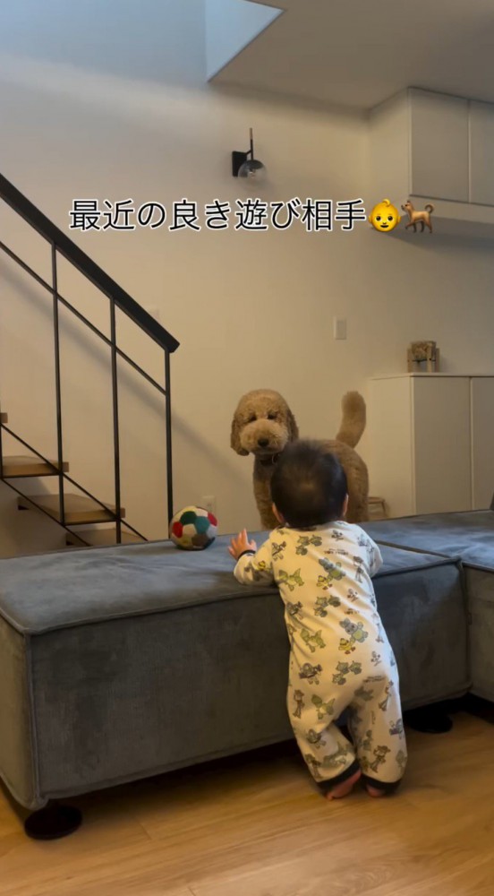 ソファに掴まって立つ赤ちゃんを見つめる犬