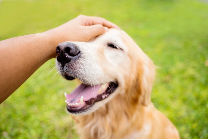犬を撫でる手