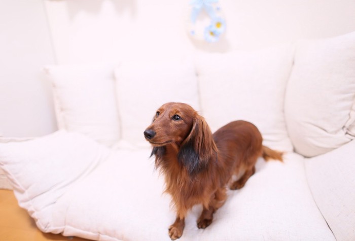 低いソファで落ち着く犬