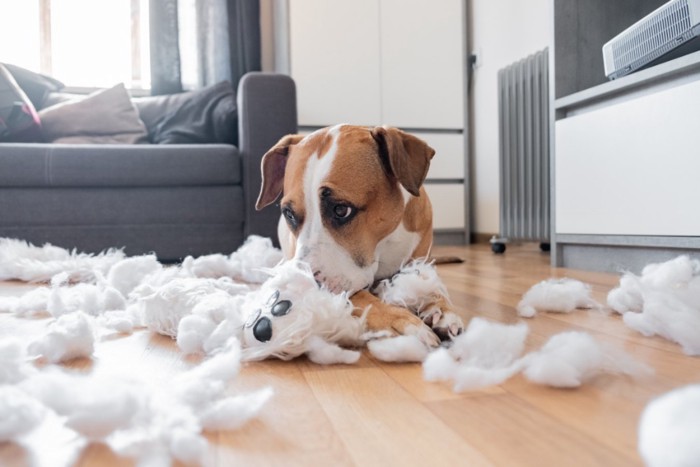 テディベアを破壊する犬