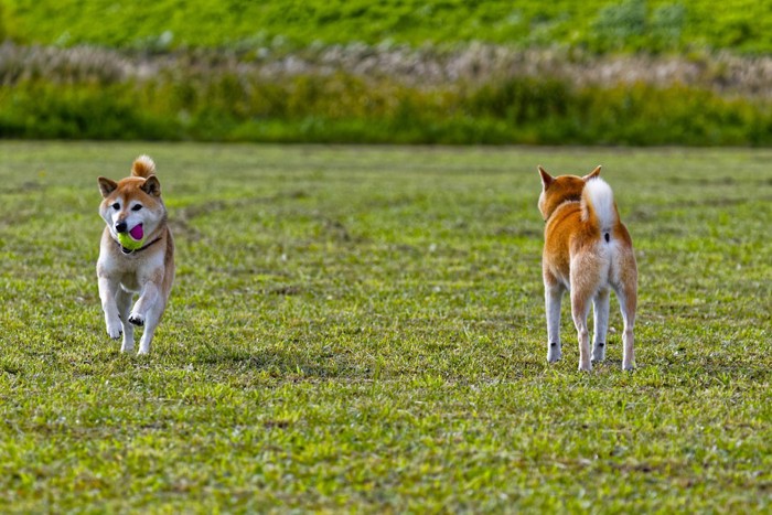 野原にいる2頭の柴犬