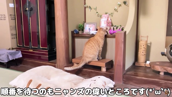 じっと見つめる猫の姿も