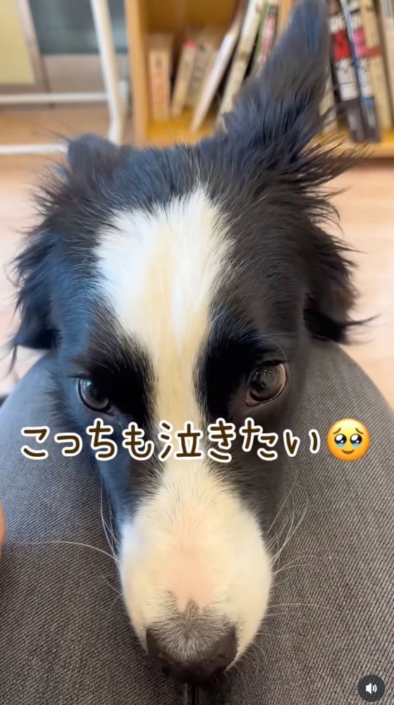 膝の上に顔をのせる犬