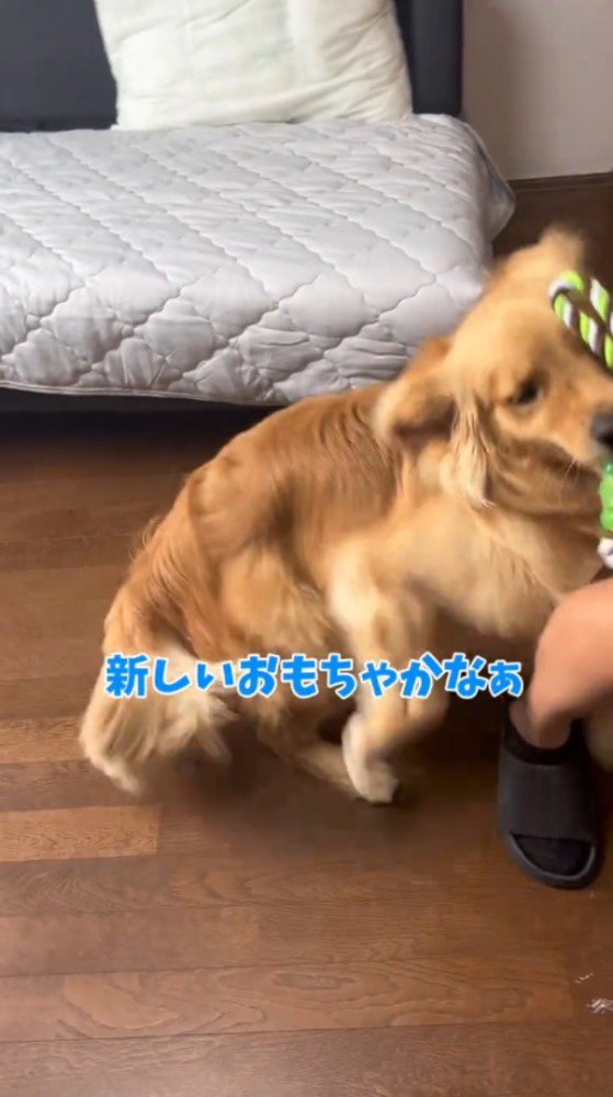 おもちゃを咥えて男性のそばに駆け寄る犬