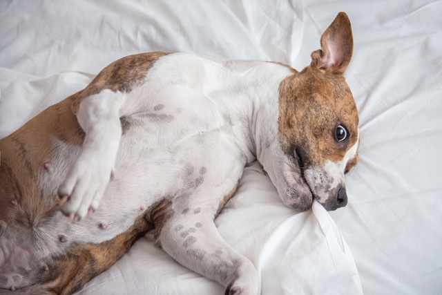 白いシーツを噛んでいる犬