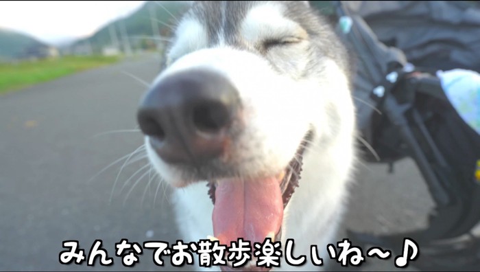 笑顔をカメラに向ける犬