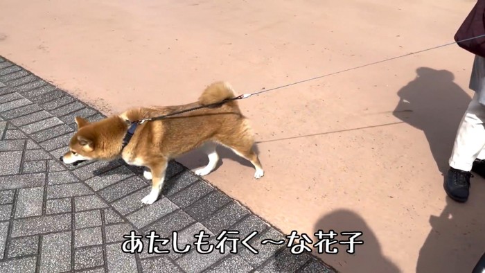 一緒にメリーゴーランドに乗る気満々!