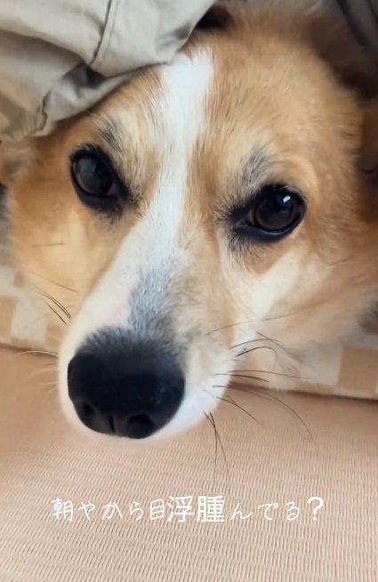 瞼が重そうなラムちゃん