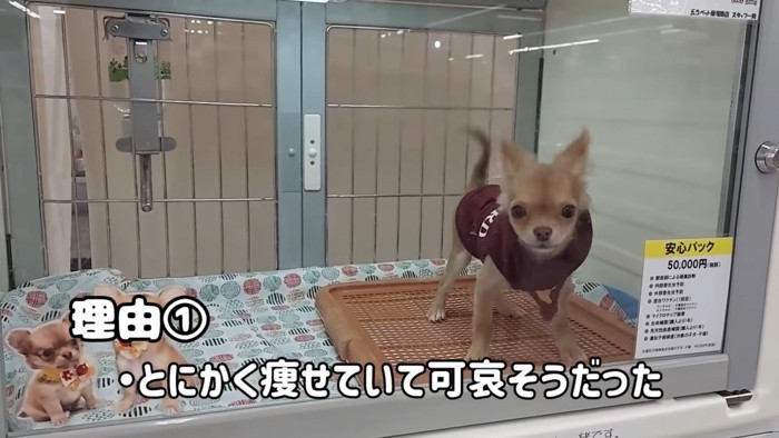 ショーケースの中からこちらを見るうりくん