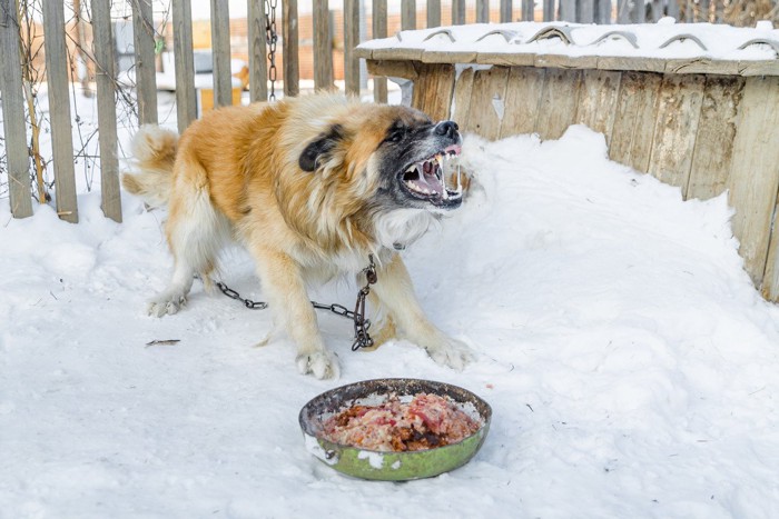 食事を目の前に威嚇する犬、雪の上