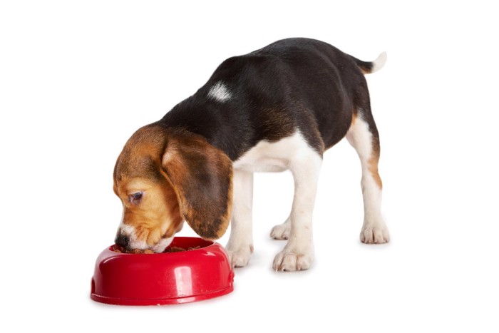 ドッグフードを食べる子犬