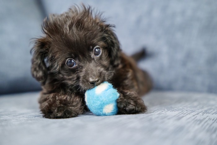 おもちゃのボールで遊ぶダップーの子犬