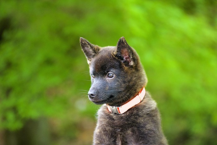 つぶらな瞳の黒い子犬の甲斐犬