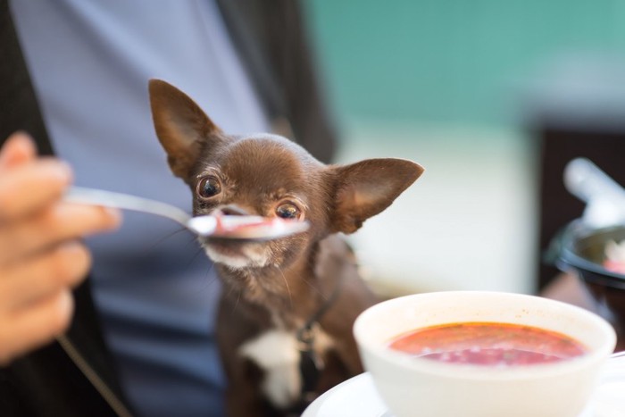 スプーンを見つめる犬