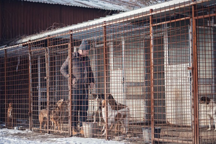 犬舎の中の犬たちと男性