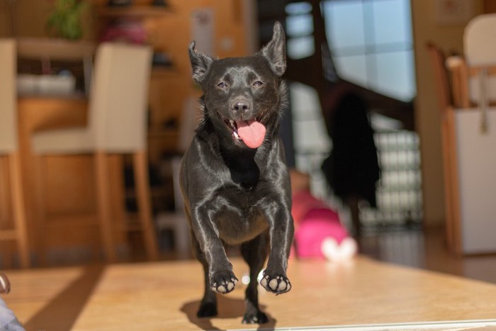 室内ではしゃぐ犬