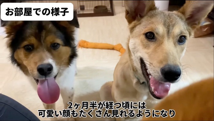 カメラを見つめる2匹の犬