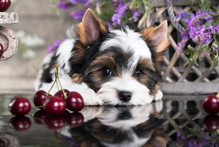 さくらんぼの横で伏せている子犬