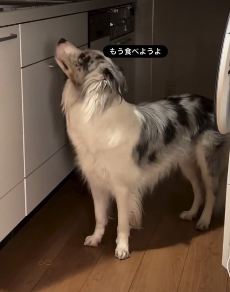 台所を見つめる犬2