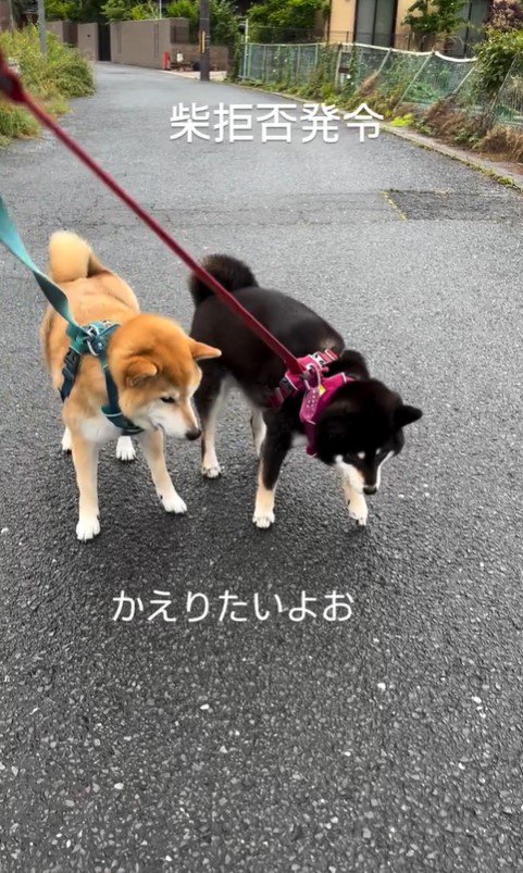 陽ちゃんと春くんの散歩拒否9