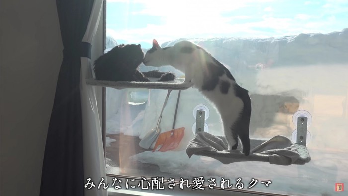 先輩猫さんも労い