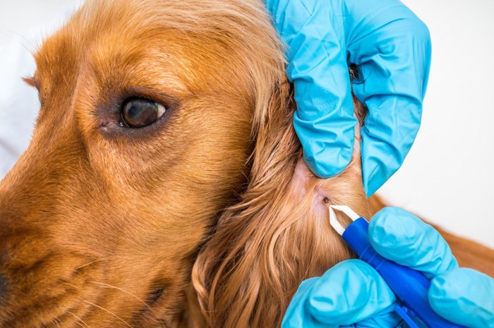 犬の皮膚にできた黒い腫瘍