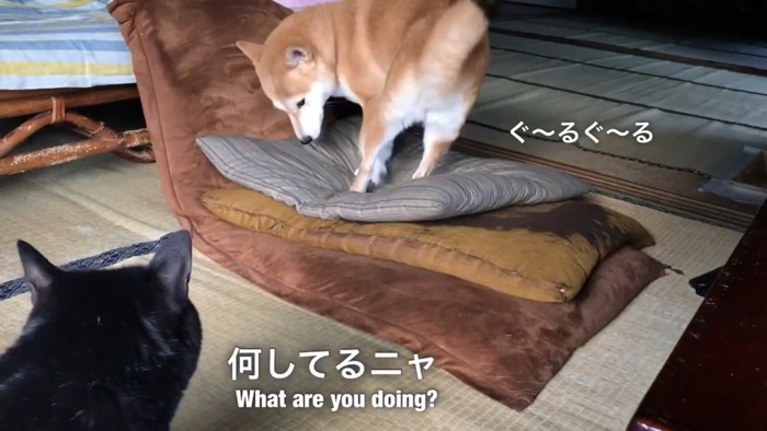 寝る前にぐるぐる回るももちゃん
