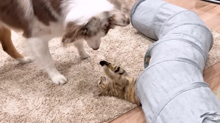 穴から飛び出したたまちゃん