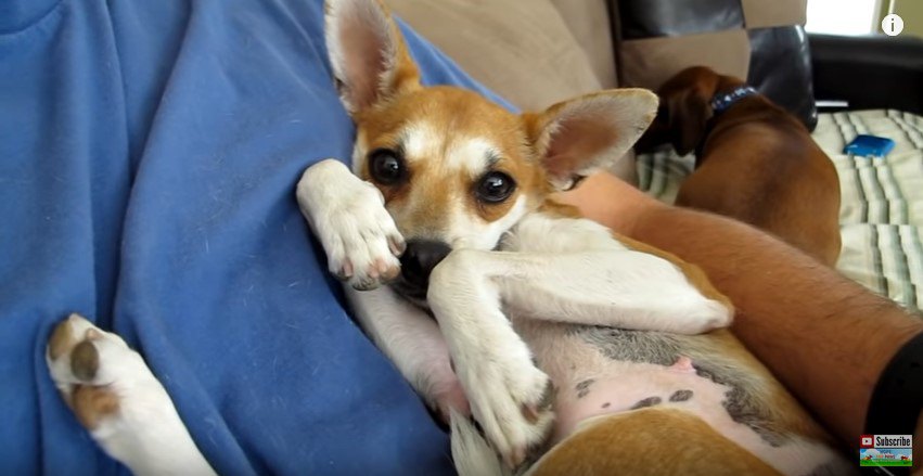 大きな瞳で見つめる犬