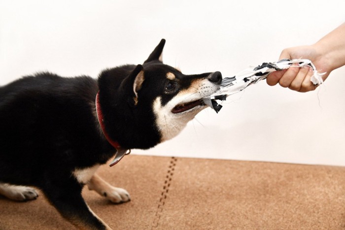 布を引っ張る犬