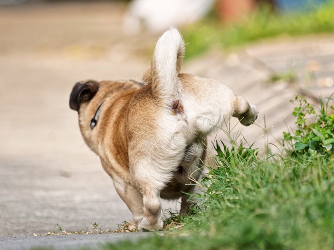 散歩の途中でおしっこをする犬の後ろ姿