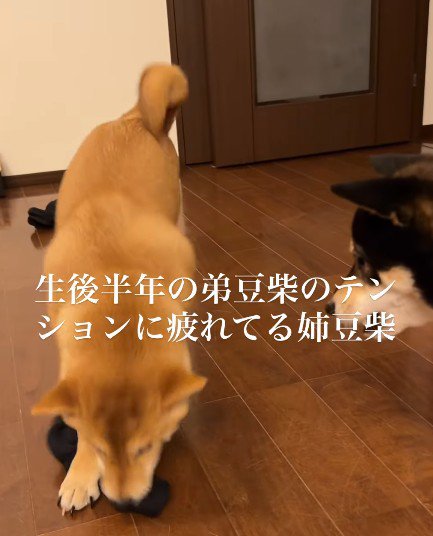 弟犬とテンションの差が…