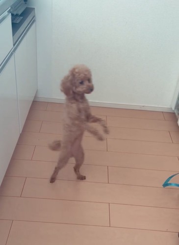 二本脚で向きを変える犬