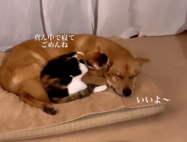 犬をぺろぺろ舐める猫