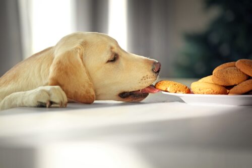 クッキーを食べる犬