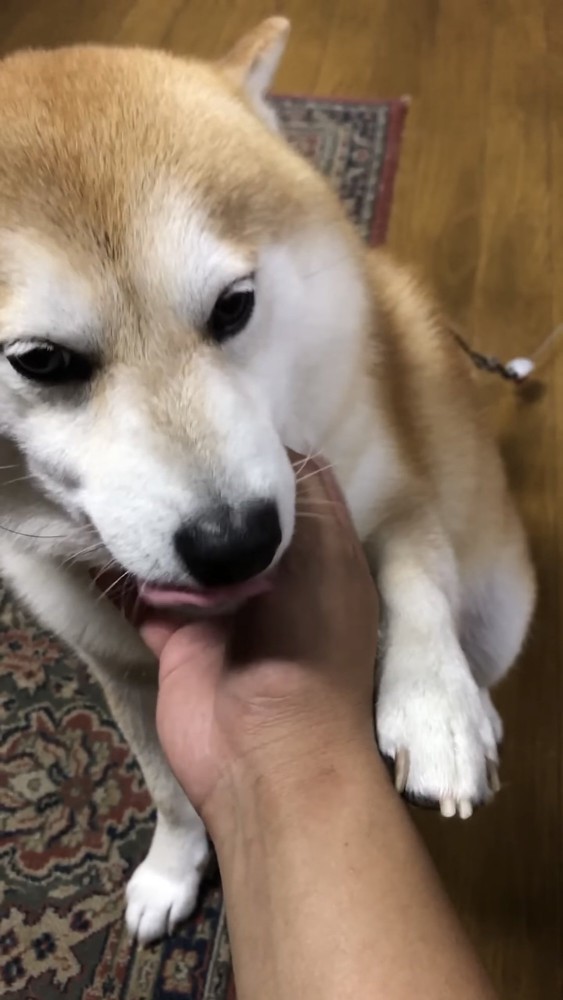 前足を添える犬