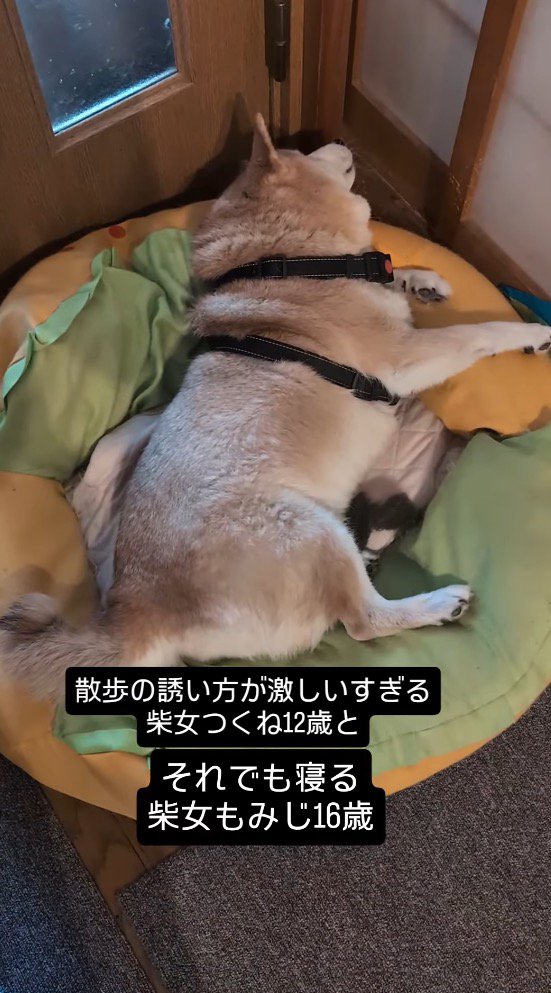 クッションに横になるお姉ちゃん犬