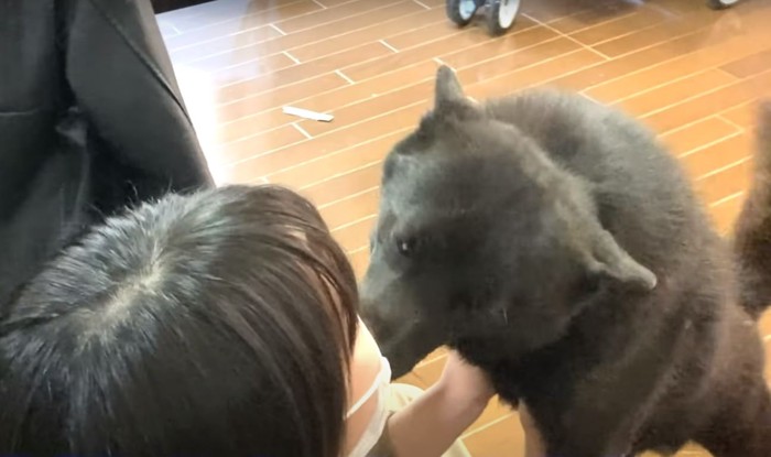 顔を舐める犬