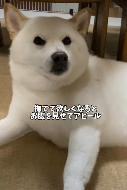 「撫でて～！！」