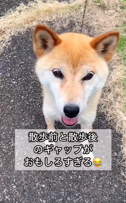 期待に満ちたコロくん