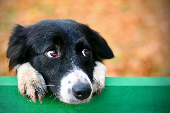 伺うような表情の犬