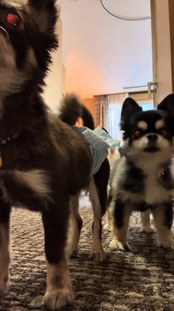 ドアの前に集まる犬たち