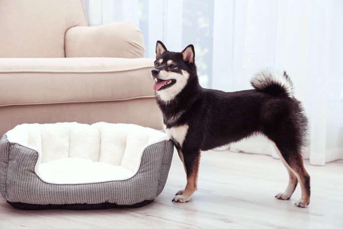 室内の犬用ベッドの隣に立つ柴犬