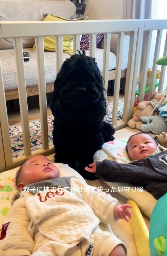 動けないわんこ