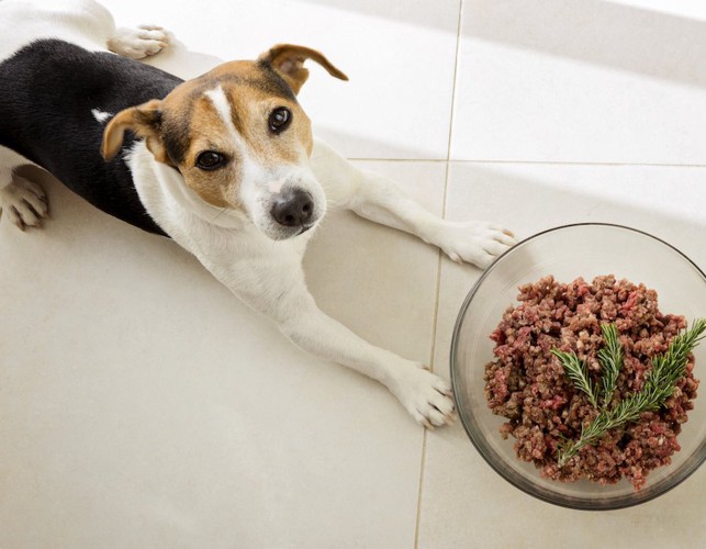 ご飯の前で伏せて待つ犬