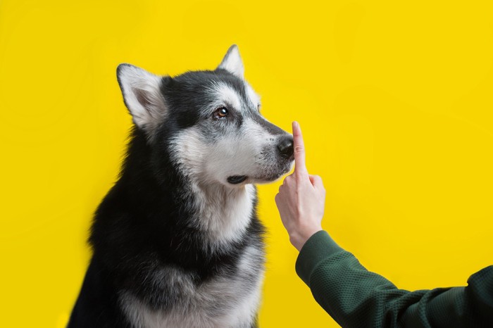 人に手のコマンドで制止されている犬