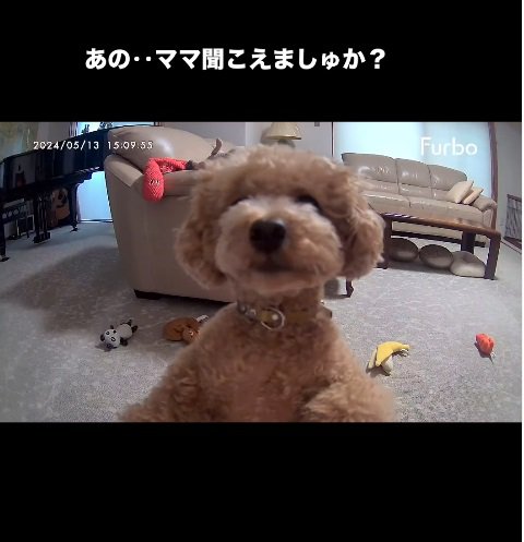 デカデカと映る愛犬の顔！！